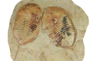 Pair Of 7"+ Megistaspis Trilobites - Fezouata Formation, Morocco - Fossil #191786