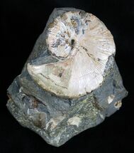 Hoploscaphites Ammonite From SD - Great Display #2053