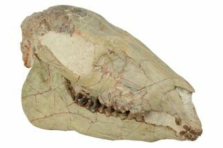 Fossil Horse (Mesohippus) Skull - South Dakota #192034