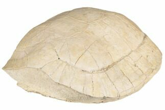 9.3" Fossil Tortoise (Testudo) Shell - South Dakota - Fossil #192494