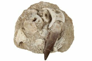 Fossil Plesiosaur (Zarafasaura) Tooth & Fish Verterbae - Morocco #192527