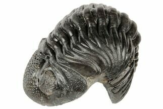 Wide, Partially Enrolled Pedinopariops Trilobite #190488