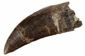 Excellent, Tyrannosaur Tooth - Two Medicine Formation #192616
