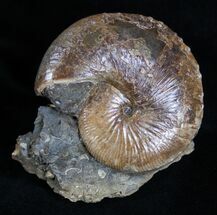 Beautiful Inch Hoploscaphites Ammonite #2060