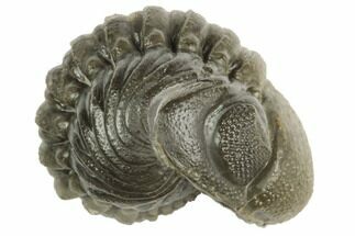 Wide, Enrolled Austerops Trilobite - Morocco #190500