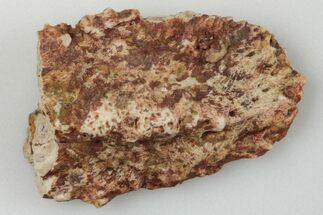 Partial, Fossil Phytosaur Scute - New Mexico #192706