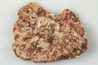Fossil Phytosaur Scute - New Mexico #192713