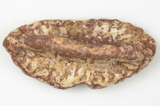 Fossil Phytosaur Scute - New Mexico #192675