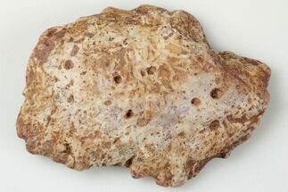 Fossil Phytosaur Scute - New Mexico #192680