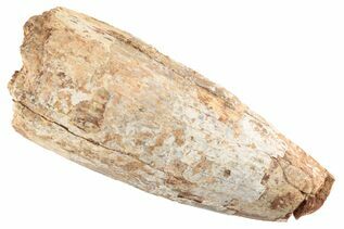 Reptile & Amphibian Fossils For Sale