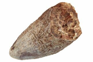 Fossil Phytosaur (Redondasaurus) Tooth - New Mexico #192568