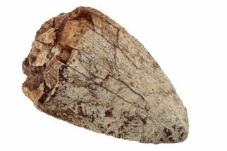 Serrated, Fossil Phytosaur (Redondasaurus) Tooth - New Mexico #192577