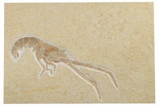 Fossil Lobster (Mecochirus) - Germany #192772