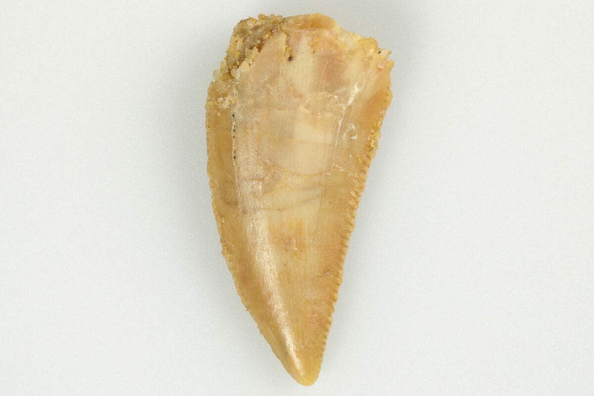 Serrated, .63" Raptor Tooth Real Dinosaur Tooth (193098) For Sale