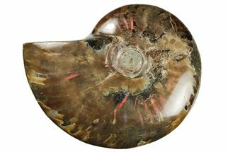 Polished Red Flash Ammonite (Cleoniceras) Fossil - Madagascar #187337