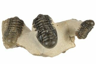 Three Crotalocephalina Trilobites - Atchana, Morocco #190625