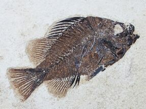 Nice Priscacara Fossil Fish - Green River Formation #12180