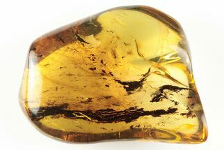 Polished Chiapas Amber ( grams) - Mexico #193280