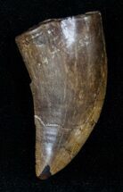 Excellent Tyrannosaurid Tooth - Two Medicine Formation #12196