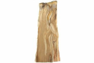 Tall, Polished Petrified Wood Stand Up (Rip-Cut) - Texas #193639