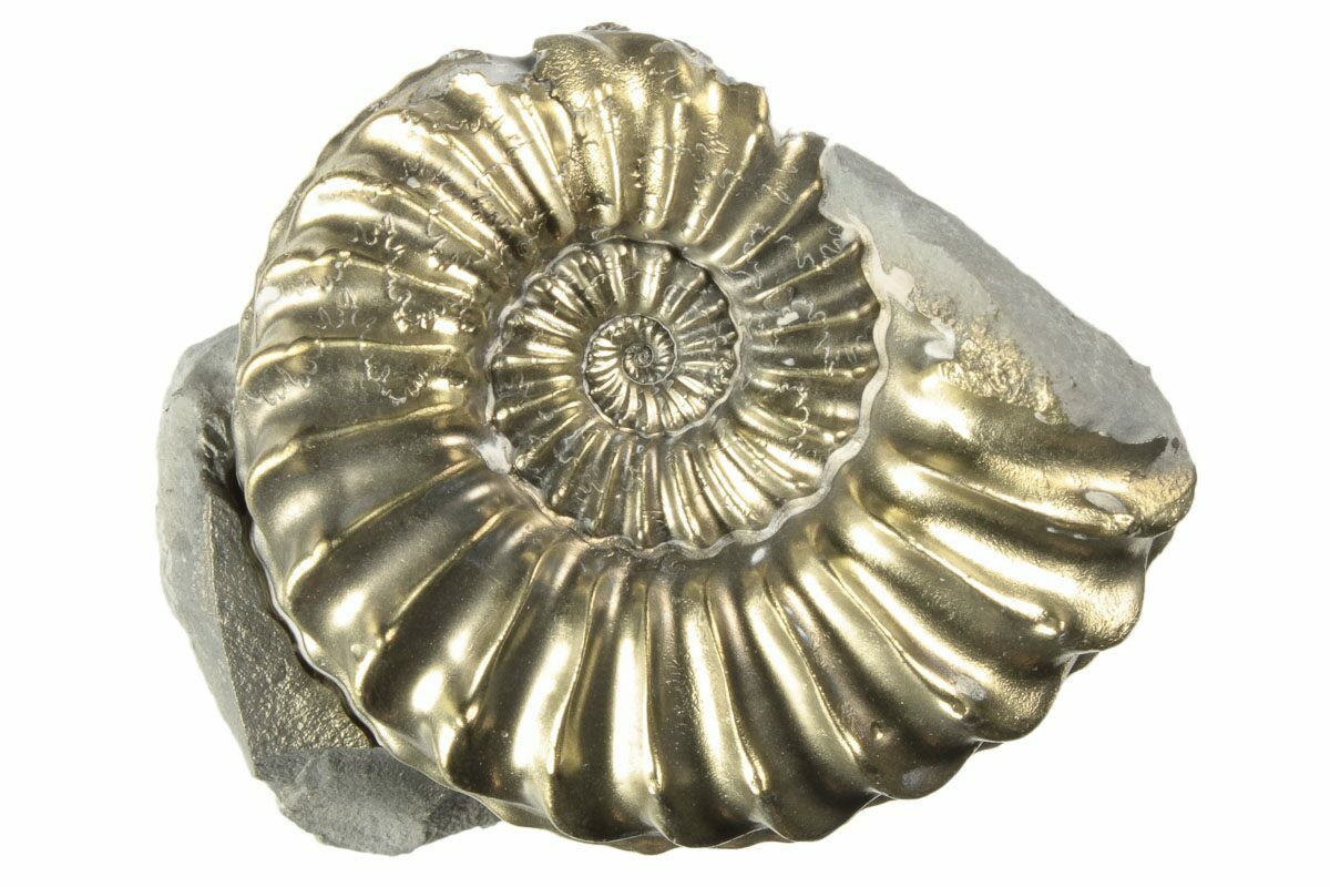 1.3" Pyritized (Pleuroceras) Ammonite Fossil - Germany (#193793) For ...