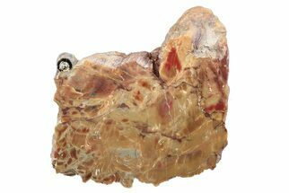 5.1" Polished, Petrified Wood (Araucarioxylon) - Arizona - Fossil #193728