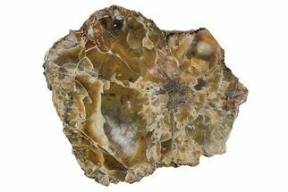 7.5" Polished, Petrified Wood (Araucarioxylon) - Arizona - Fossil #193731