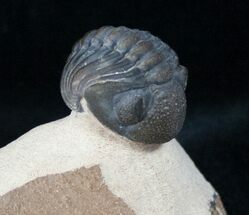 Curled Phacops Trilobite - Beautiful Shell Coloration #12238