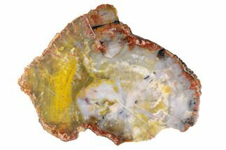 11.6" Colorful Petrified Wood (Araucarioxylon) Slab - Arizona - Fossil #193674