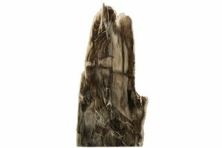 9.2" Polished, Petrified Wood (Metasequoia) Stand Up - Oregon - Fossil #193741