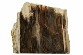 Polished, Petrified Wood (Metasequoia) Stand Up - Oregon #193747