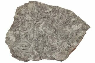 6.8" Ordovician Trilobite Mortality Plate (Pos/Neg) - Morocco - Fossil #194171