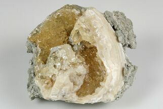 Partial, Fossil Clam with Calcite Crystals - Ruck's Pit, FL #194210