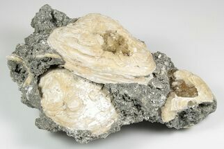 Three Fossil Clams with Fluorescent Calcite Crystals - Ruck's Pit, FL #194218