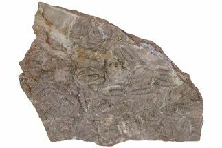 8" Ordovician Trilobite Mortality Plate (Pos/Neg) - Morocco - Fossil #194174