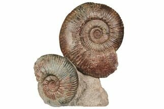 Two Ammonite (Hammatoceras) Fossils - Belmont, France #191712