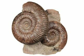 Two Toarcian Ammonite (Hammatoceras) Fossils - France #191715