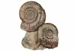 Three Ammonite (Hammatoceras) Fossils - Belmont, France #191716