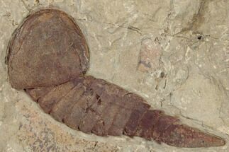 Soft-Bodied Fossil Aglaspid (Tremaglaspis) - Large Specimen #194096