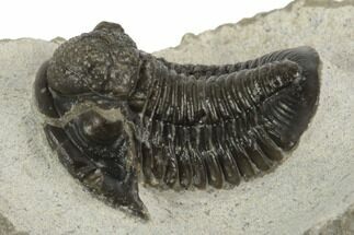 Bargain, .95" Gerastos Trilobite Fossil - Morocco - Fossil #193935