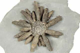 Jurassic Fossil Urchin (Reboulicidaris) - Amellago, Morocco #194855