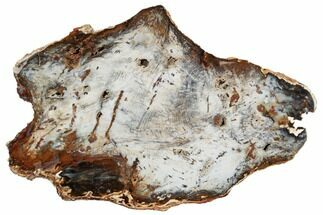 18.5" Exceptional, Hubbard Basin Petrified Wood Slab - Nevada - Fossil #195136