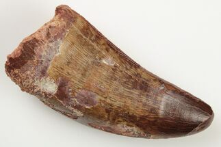 Carcharodontosaurus Tooth - Feeding Worn Tip #192965