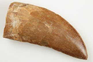 Carcharodontosaurus Tooth - Real Dinosaur Tooth #192975