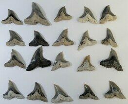 Lot of Snaggletooth Shark (Hemipristis) Teeth - Aurora, NC #195555