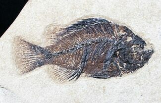 Priscacara Fossil Fish - Green River Formation #12290