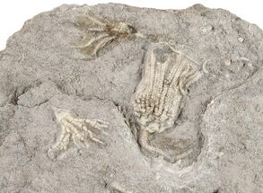 Three Fossil Crinoids (Aorocrinus) - Gilmore City, Iowa #191014
