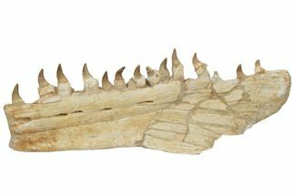 Mosasaur Jaw (Mandible) Section with Thirteen Teeth - Morocco #195778