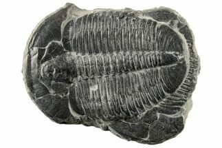 Large, Elrathia Trilobite Fossil With Second - Utah #195816