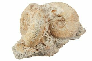 Two Jurassic Ammonites (Parkinsonia) - France #196058